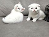 Aile Sıcaklığnda Büyüyen  Scottish Fold British Yvrlr