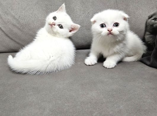 Aile Sıcaklığnda Büyüyen  Scottish Fold British Yvrlr görsel