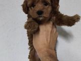 F2 Kore Maltipoo Dişi Aşılı
