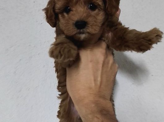 F2 Kore Maltipoo Dişi Aşılı görsel