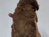 F2 Kore Maltipoo Dişi Aşılı