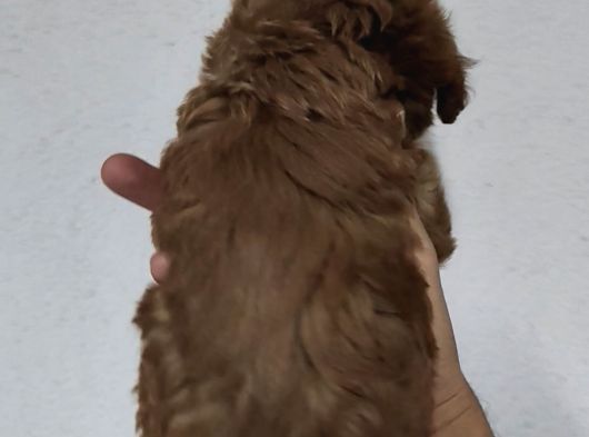 F2 Kore Maltipoo Dişi Aşılı görsel