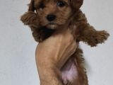 F2 Kore Maltipoo Dişi Aşılı
