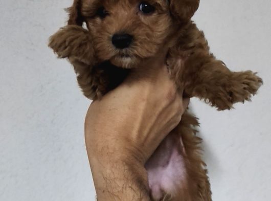 F2 Kore Maltipoo Dişi Aşılı görsel