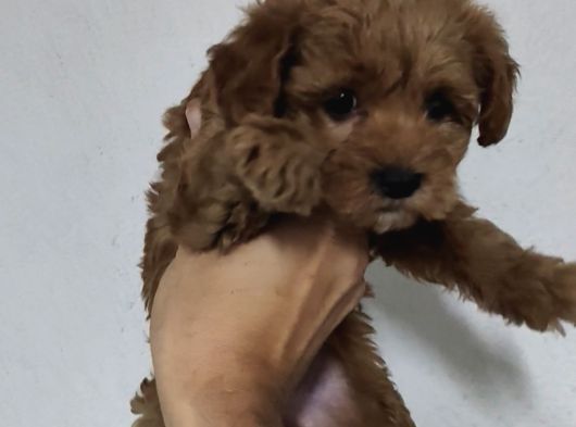 F2 Kore Maltipoo Dişi Aşılı görsel