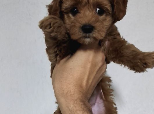 F2 Kore Maltipoo Dişi Aşılı
