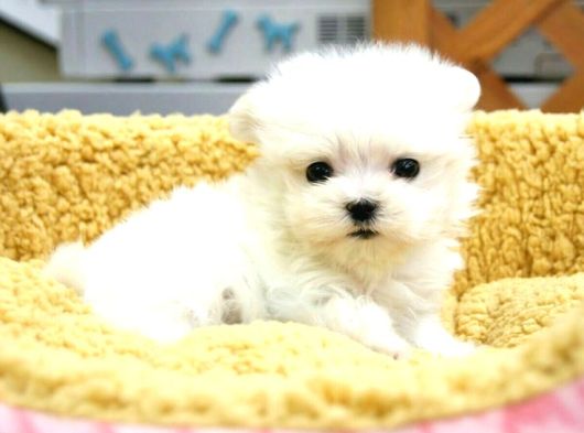 Korean Maltese Teacup Bebekler görsel