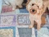 1 YAŞINDA DİŞİ TOY POODLE