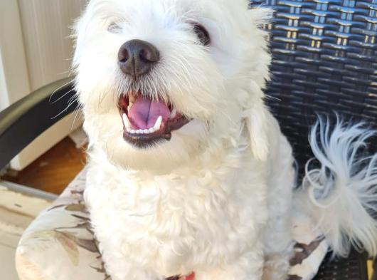 1 Buçuk Yaşında Maltese Terrier görsel