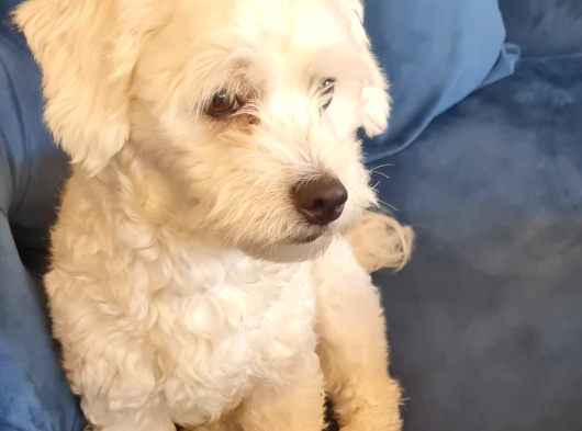 1 Buçuk Yaşında Maltese Terrier görsel