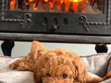 Kurabiye Tadında Poodle Bebeklerimiz