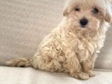 Ice Latte Oyuncak Maltipolar
