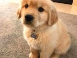 Labrador Bebeklerimiz Teslime Hazır