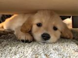 Labrador Bebeklerimiz Teslime Hazır