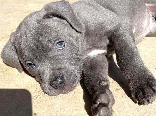 Üst Seviye Cane Corso Yavrular Teslime Hazır görsel