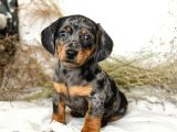DACSHUND BEBEKLER ÇİFTLİĞİNİZDEN ÖZEL RENK
