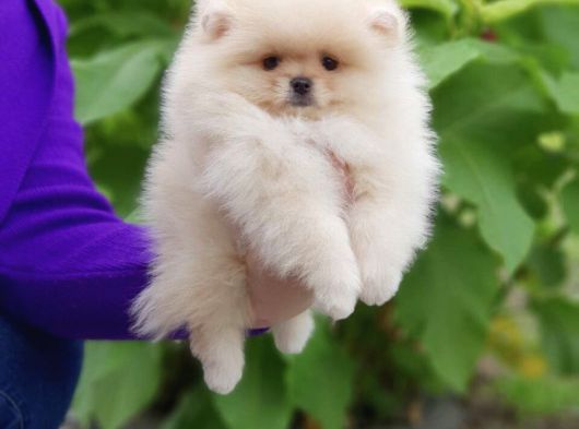 Pomeranian Dişi Ve Erkek Bebeklerimiz görsel