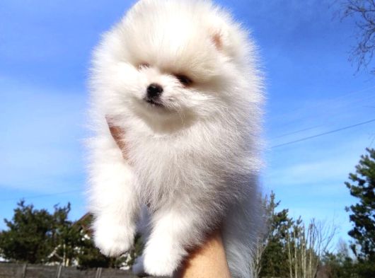 Pomeranian Dişi Ve Erkek Bebeklerimiz görsel