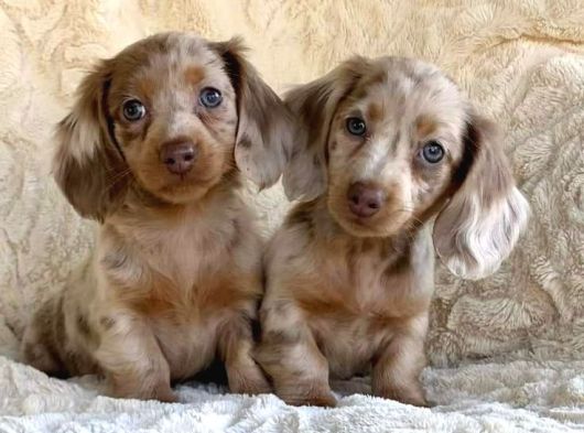 Krem Ve Çikolata Renk Longhair Dachshund  Nadir Güzellik görsel