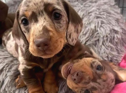 Veteriner Kontrolleri Tam Safkan Dachshund Yavrular görsel
