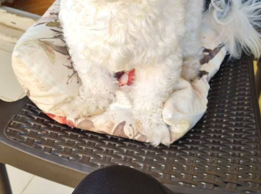 1 Buçuk Yaşında Maltese Terrier görsel