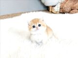 Oyuncak Bebek Golden British Shorthair