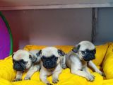 Hamburger Surat Pug Mops Bebekler