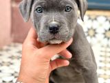 Kali̇teli̇ İtalyan Masti̇ff Cane Corso Yavrular