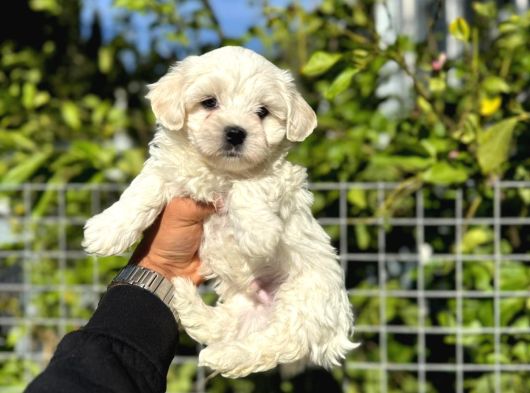 Kar Beyaz Maltese Yavrular görsel