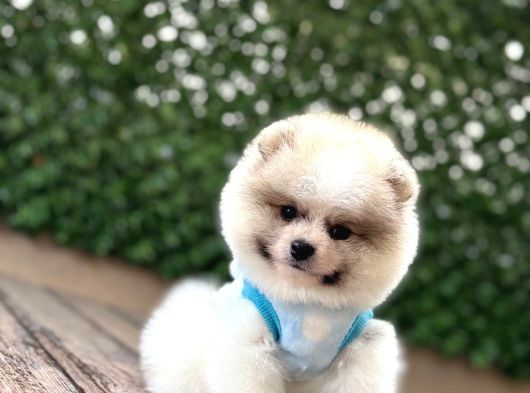 Irk Garanti̇li̇ Pomerani̇an Boo Yavrularimiz görsel