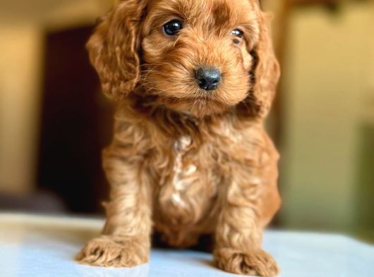 Kali̇teli̇ Malti̇po Bebekler görsel
