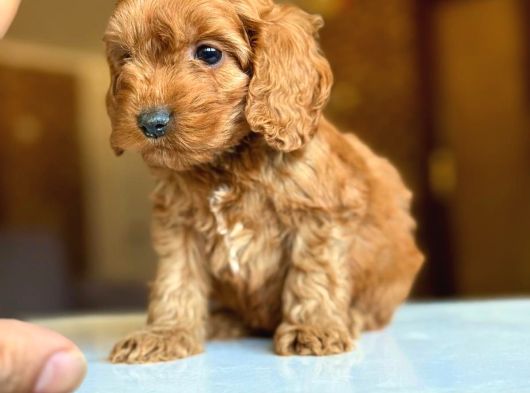 Kali̇teli̇ Malti̇po Bebekler görsel