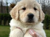 Baby Face Golden Yavruları