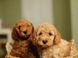 Poodle Çıftliğinden Red Brown Toy Poodle Bebeklerimiz