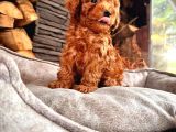 En Özel Toy Poodle Bebekleri Sizleri Bekliyor