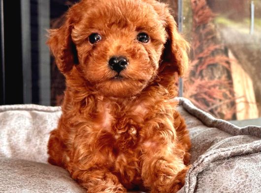 En Özel Toy Poodle Bebekleri Sizleri Bekliyor görsel