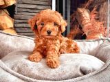 En Özel Toy Poodle Bebekleri Sizleri Bekliyor