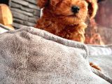En Özel Toy Poodle Bebekleri Sizleri Bekliyor