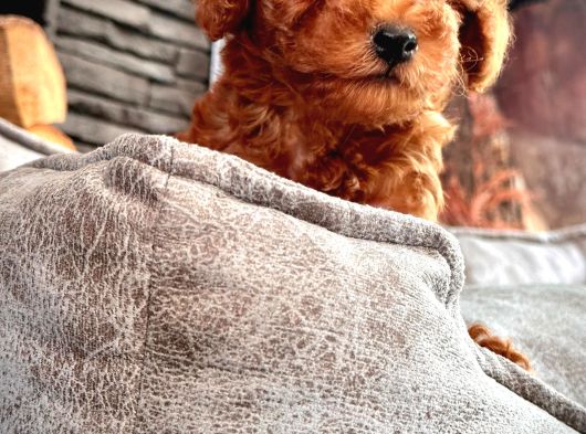 En Özel Toy Poodle Bebekleri Sizleri Bekliyor görsel