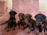 Kizil-Si̇yah Doberman Yavrular Mevcut