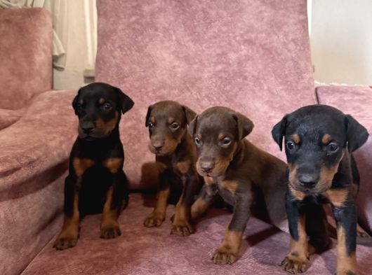 Kizil-Si̇yah Doberman Yavrular Mevcut görsel