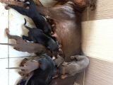 Kizil-Si̇yah Doberman Yavrular Mevcut