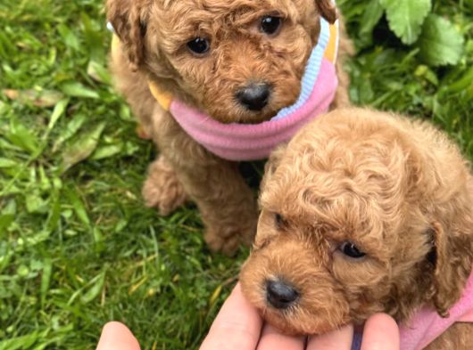 Her Renk Poodle Bebekler Mevcut görsel
