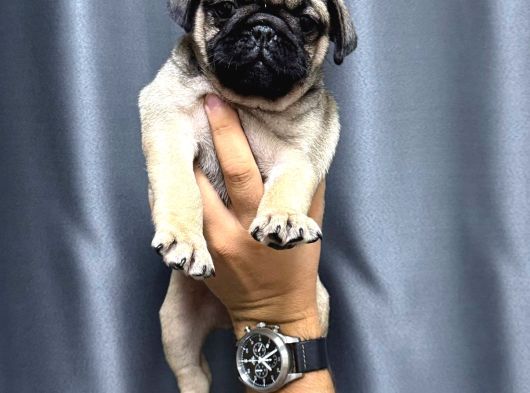 Hamburger Surat Pug Mops Bebekler görsel