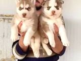 Husky Si̇bi̇rya Kurdu Yavrularimiz Hazir