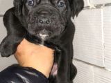 KALİTELİ İTALYAN MASTİFF CANE CORSO YAVRULAR