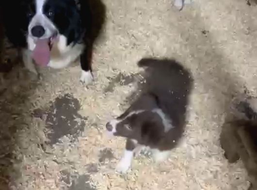 Her Renk Border Colli̇e Yavrularimiz Mevcut görsel
