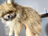 Teddy Bear Pofuduk Pomerian Yavrumuz Padaa