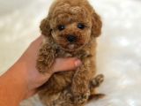 Core babadan poodle bebekler