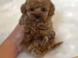 Core Babadan Poodle Bebekler